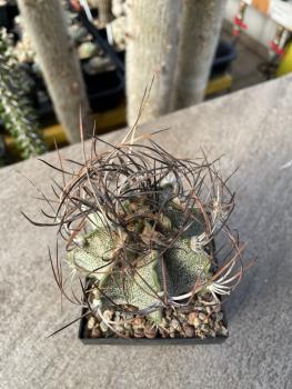 Astrophytum capricorne var. senile